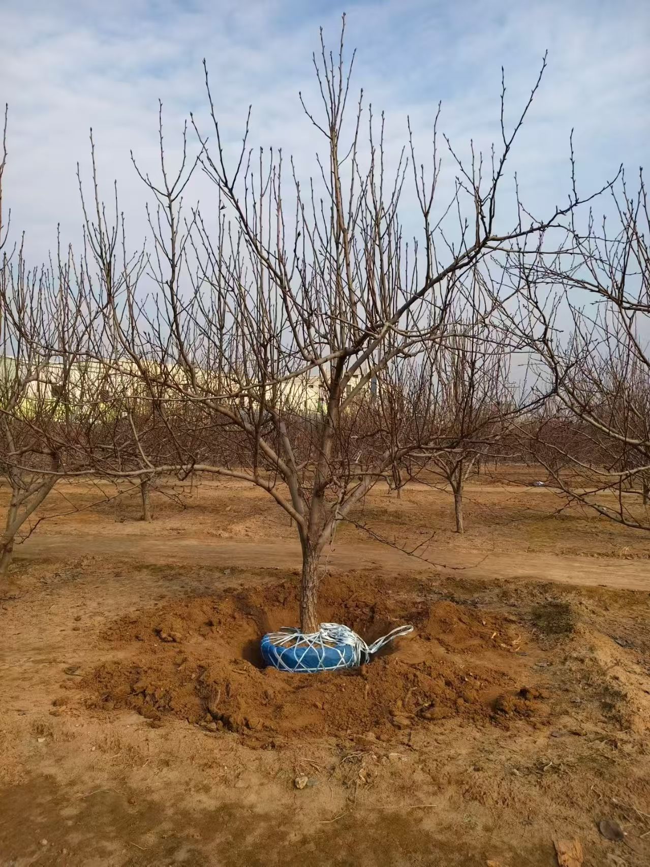 聊城莘縣梨樹苗圃基地梨樹基地