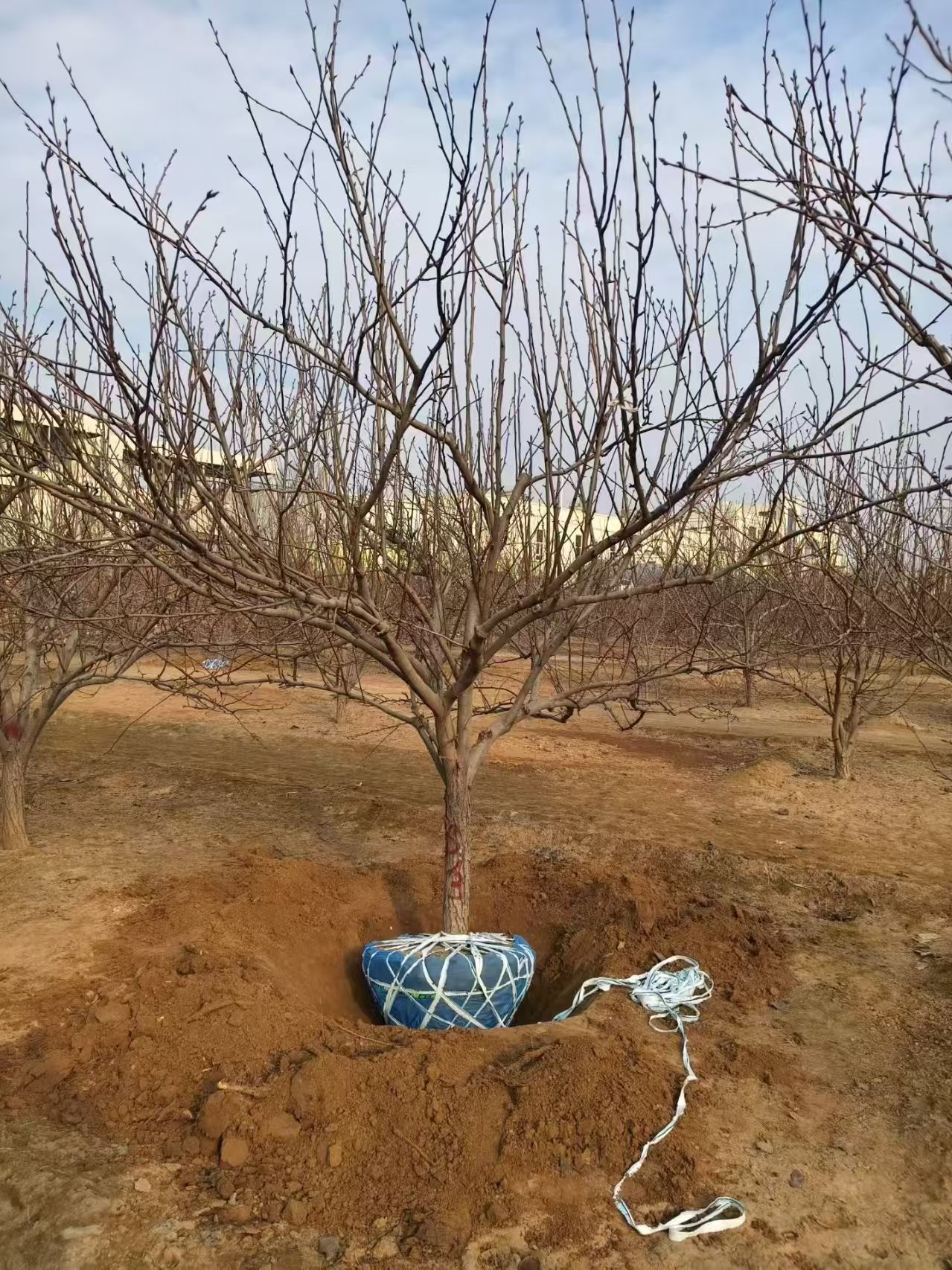 聊城??陽谷縣梨樹種植基地批發(fā)