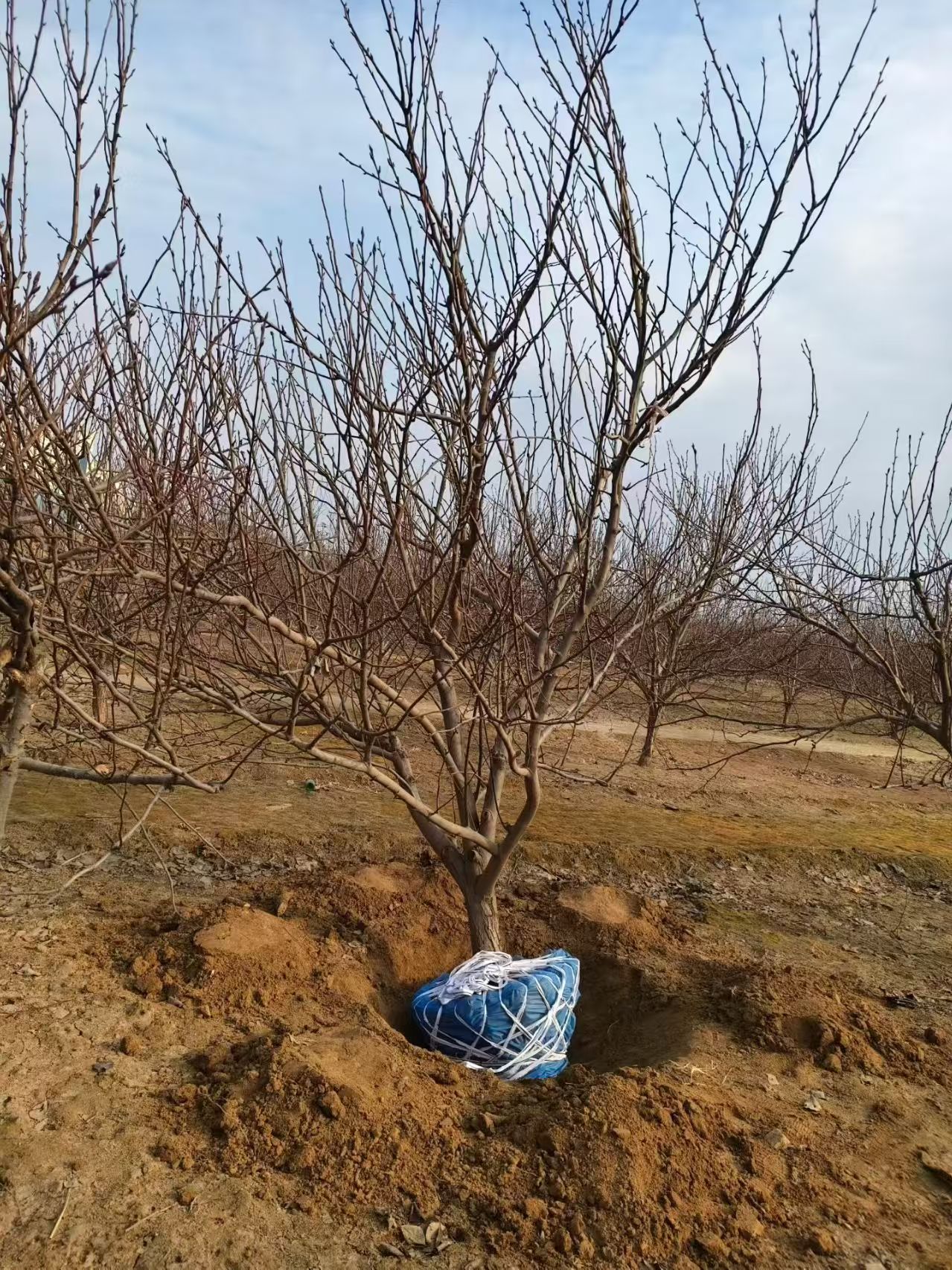 聊城莘縣梨樹苗圃基地梨樹基地