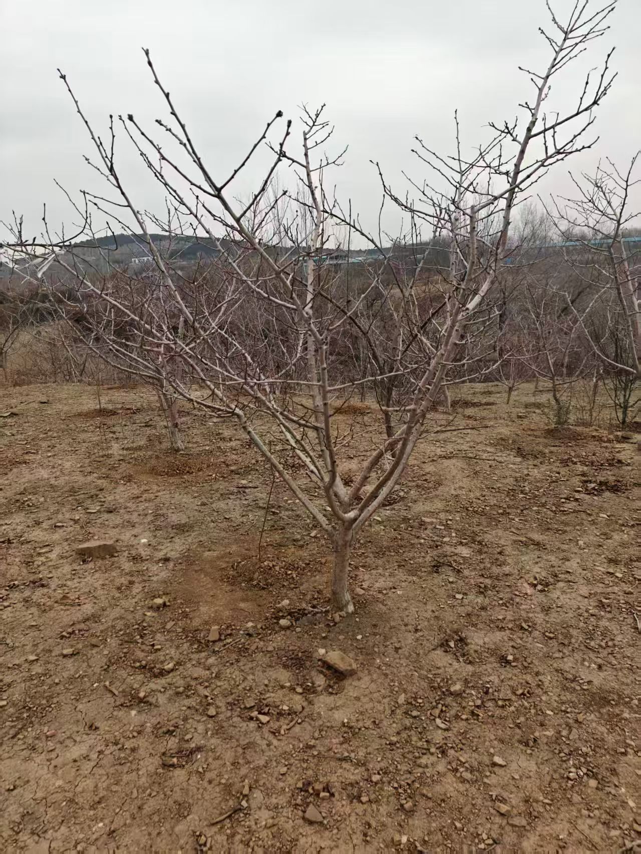 山东安丘山楂树苗圃基地