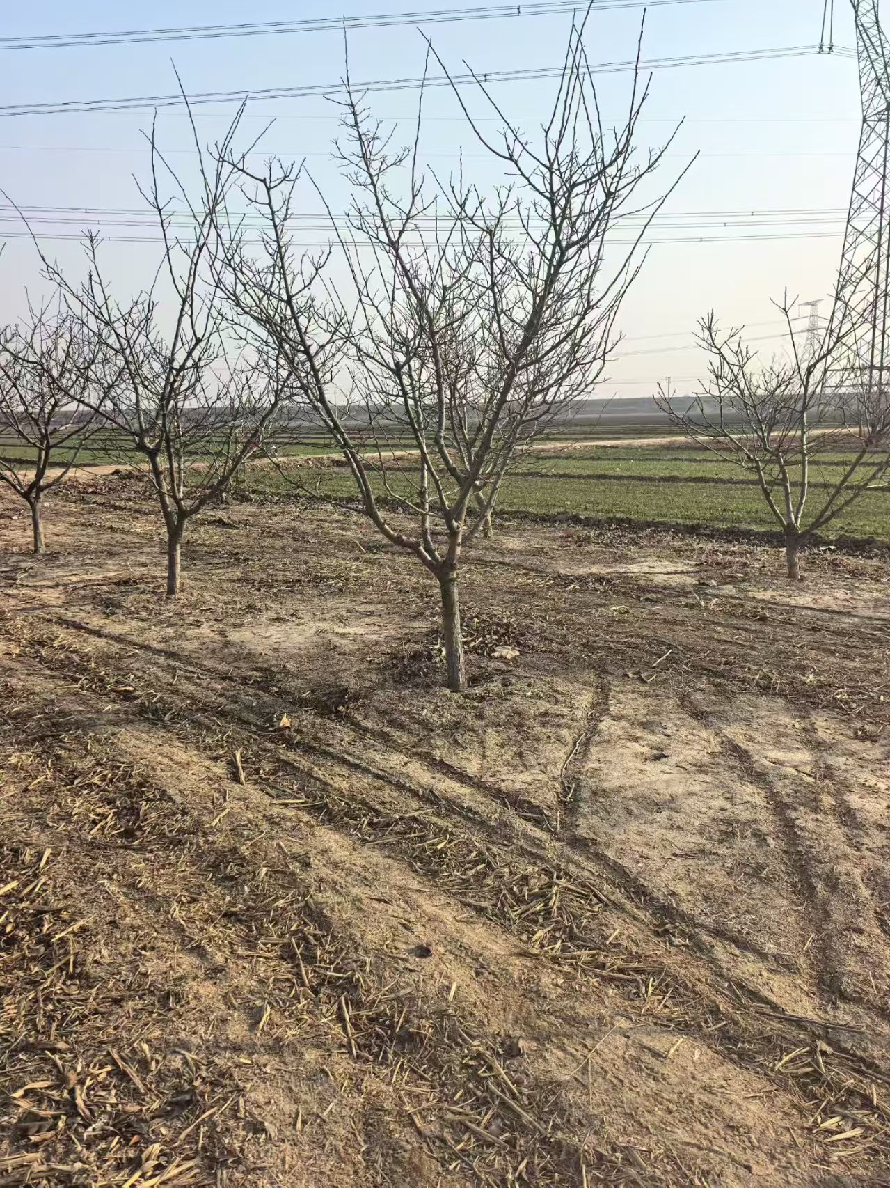 山東郯城山楂樹(shù)苗圃基地