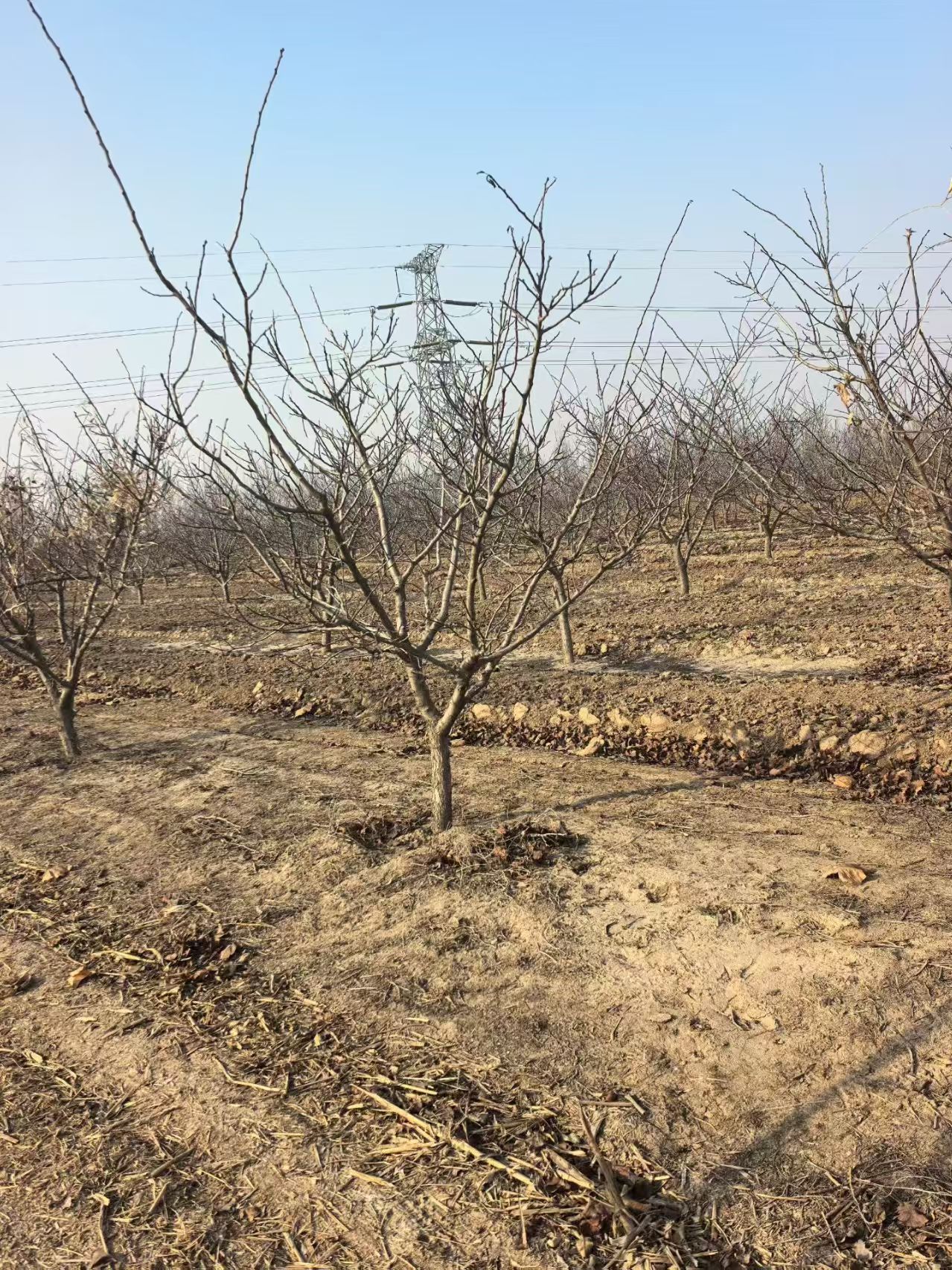 山東陵城區(qū)山楂樹培育基地