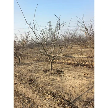 山东安丘山楂树苗圃基地