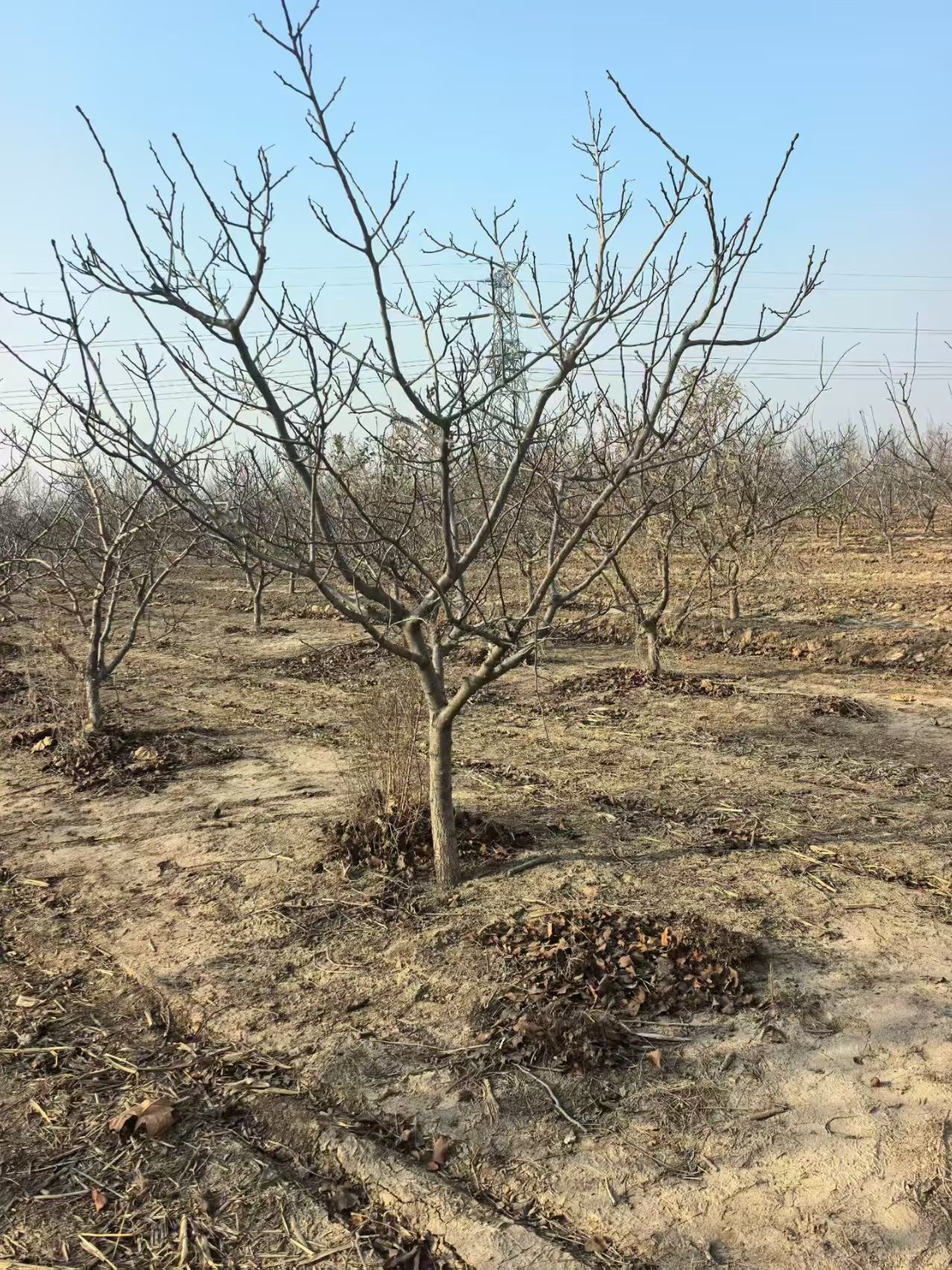 山东安丘山楂树苗圃基地