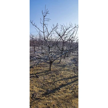 山东安丘山楂树苗圃基地