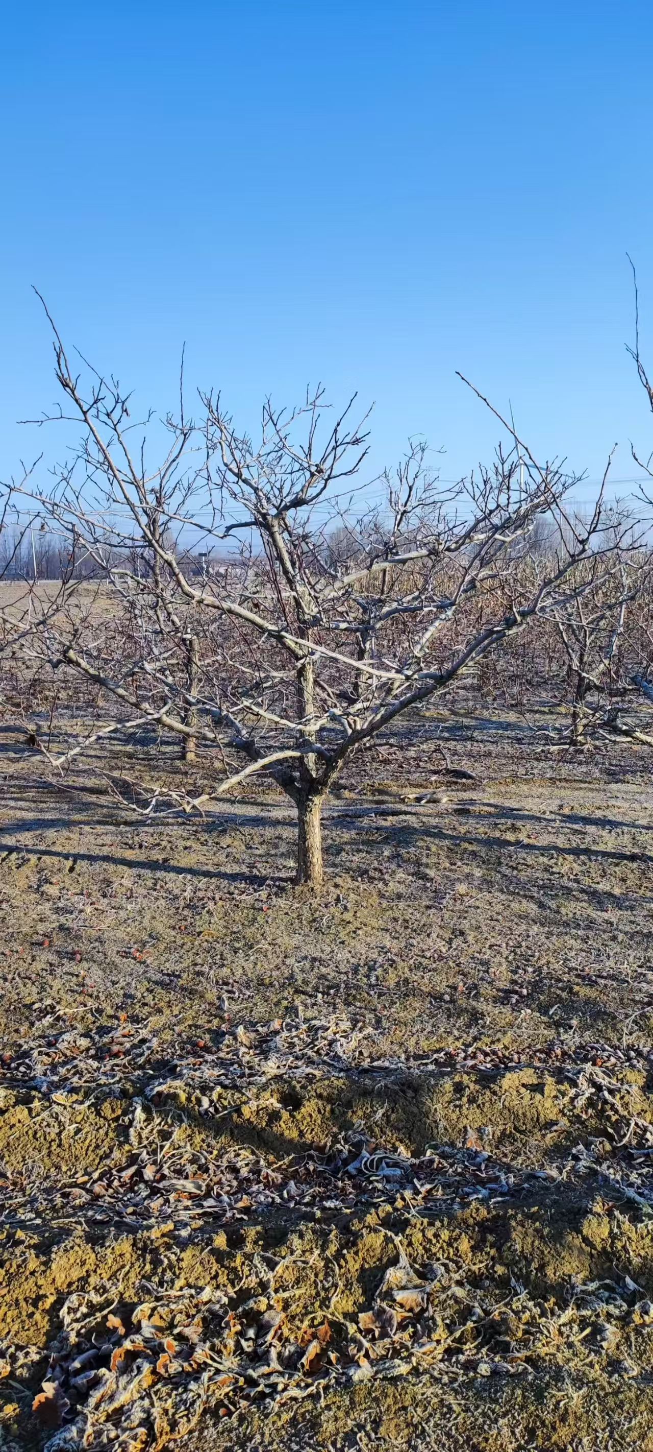 山東陵城區(qū)山楂樹培育基地