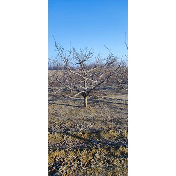 山东安丘山楂树苗圃基地