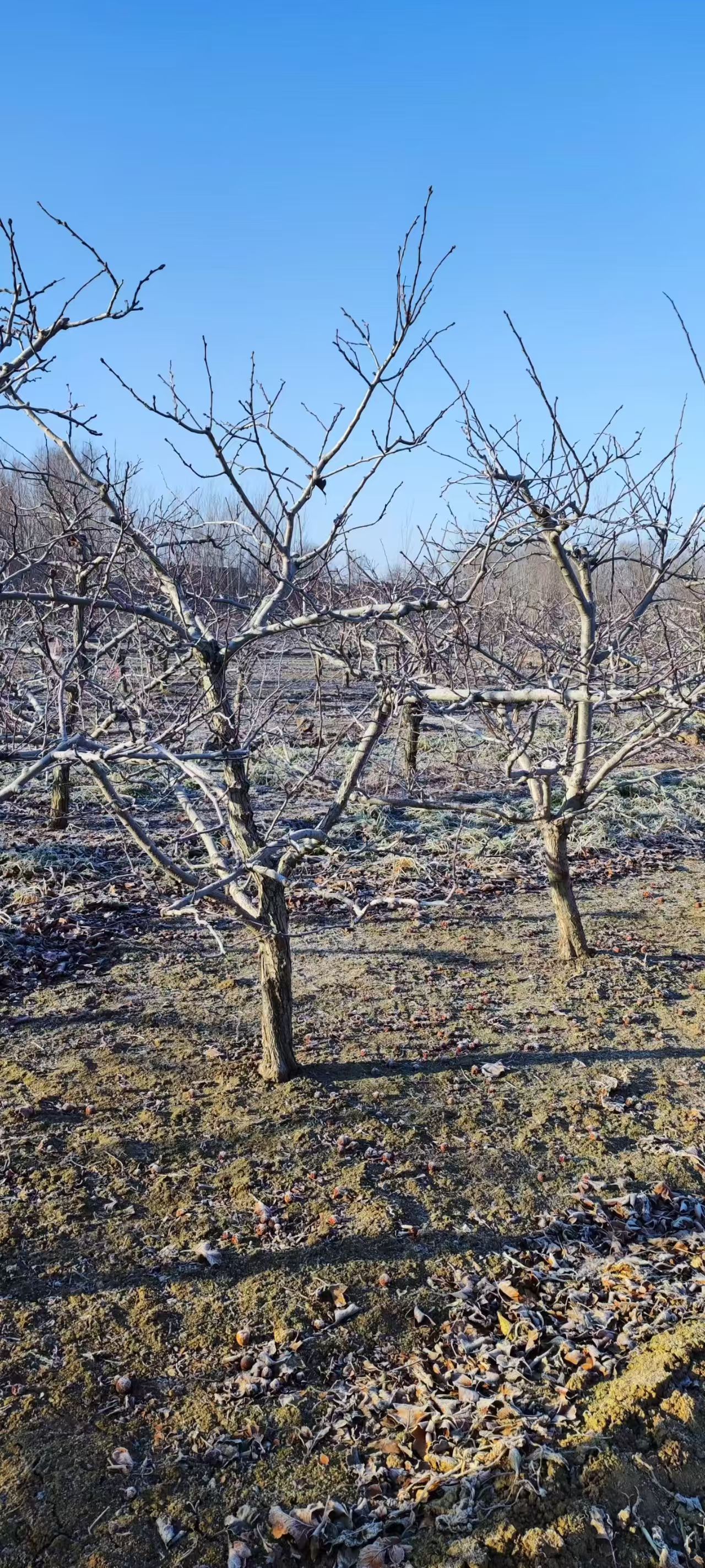 山東臨沂山楂樹種植基地