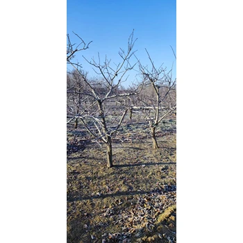 山东安丘山楂树苗圃基地