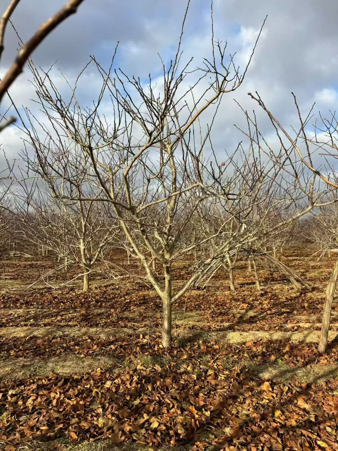 山東臨沂山楂樹種植基地