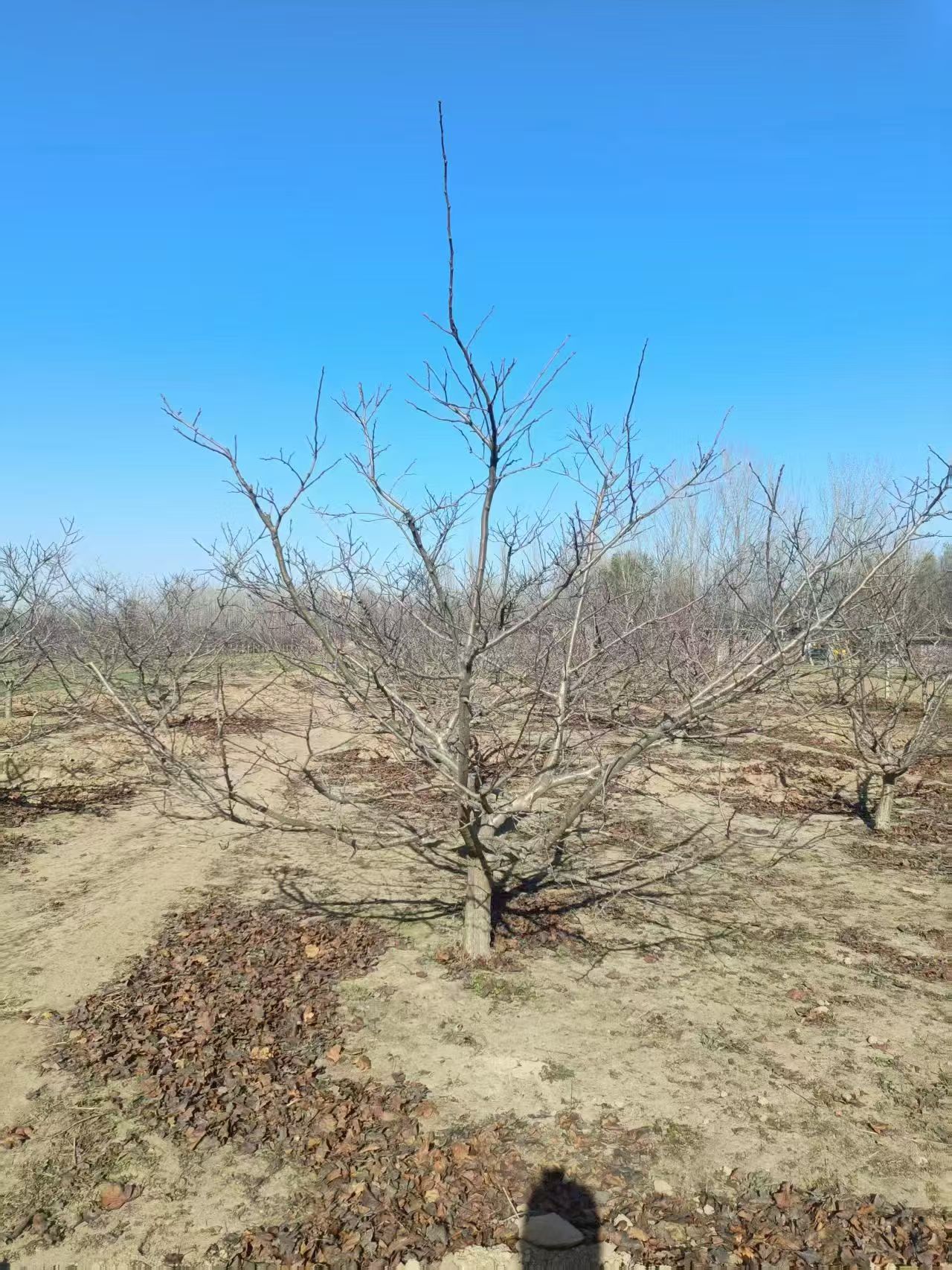 山东安丘山楂树苗圃基地