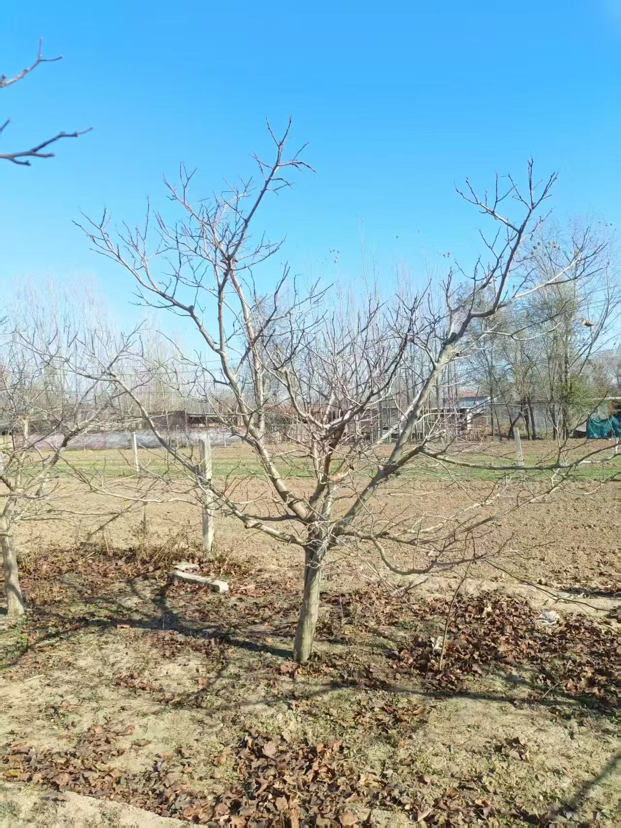 山東臨沂山楂樹種植基地