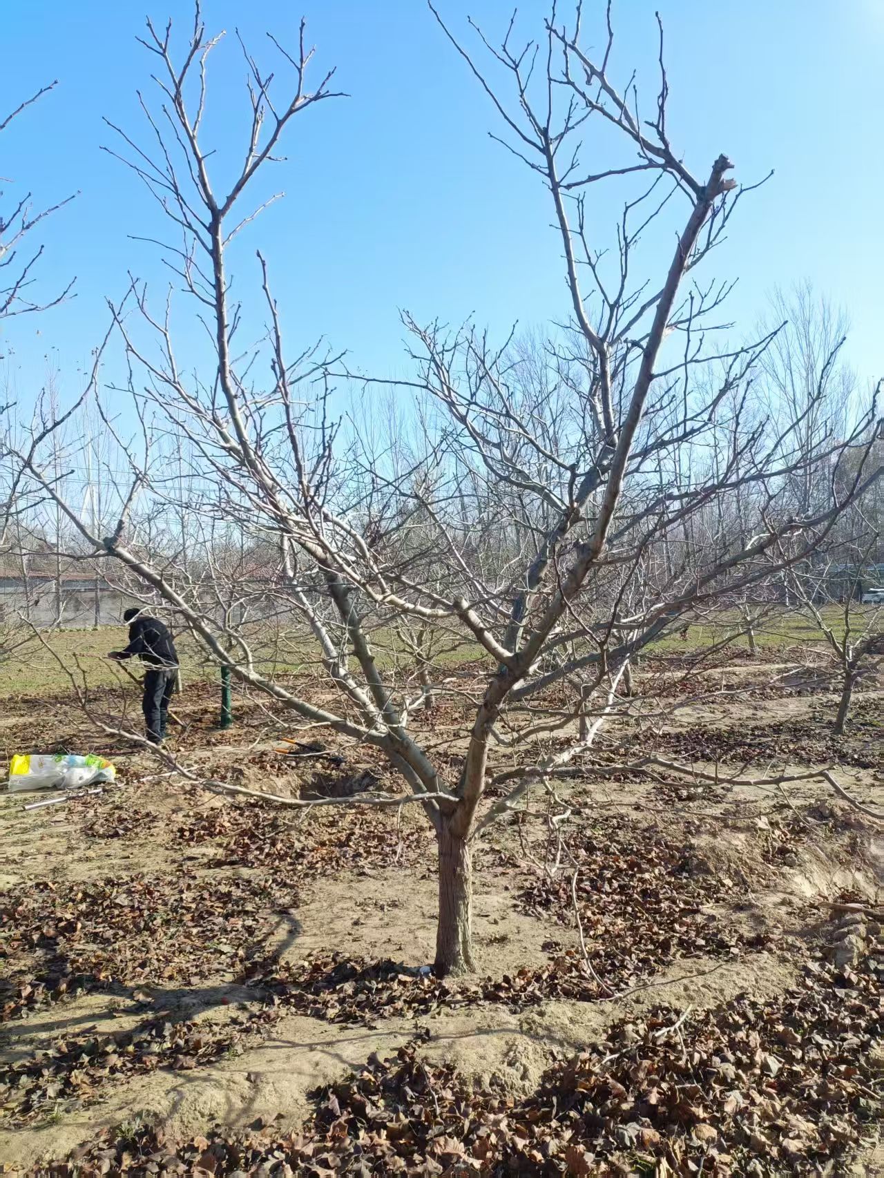山东安丘山楂树苗圃基地