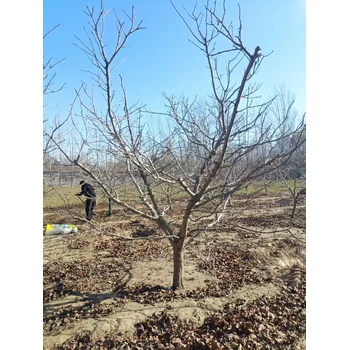 山东安丘山楂树苗圃基地