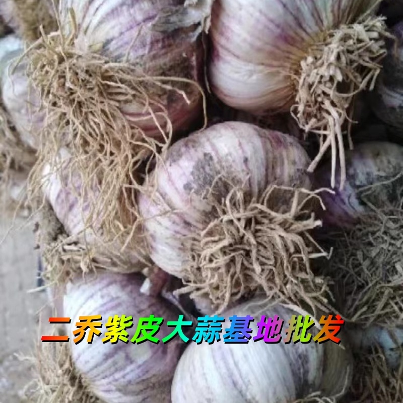 山東冠縣紫皮大蒜基地出售