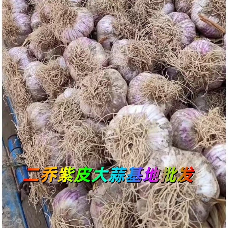 山東濟寧兗州區(qū)大蒜種植基地批發(fā)