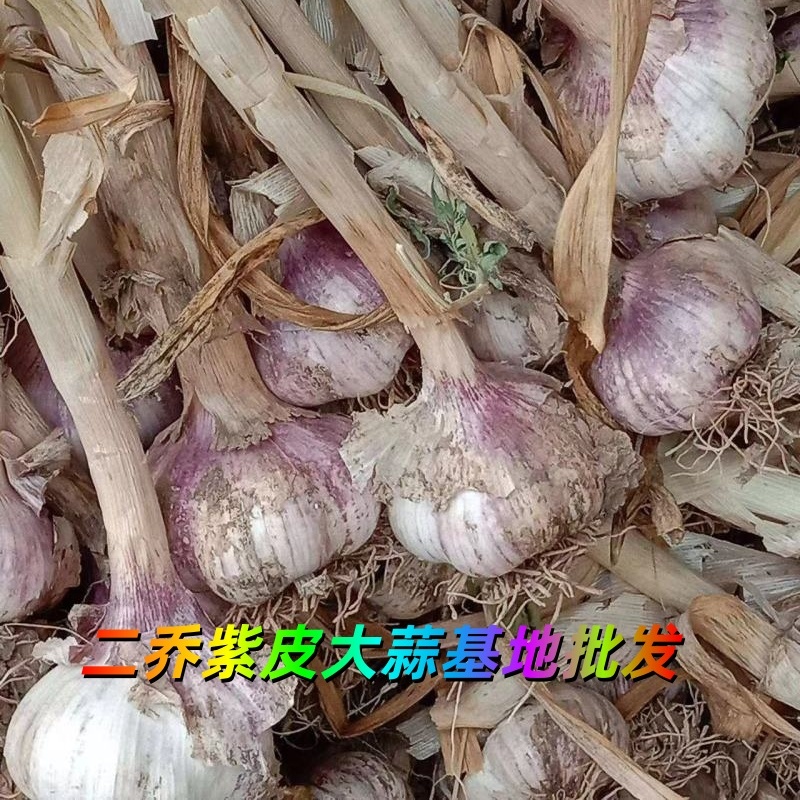 山東微山大蒜基地批發(fā)
