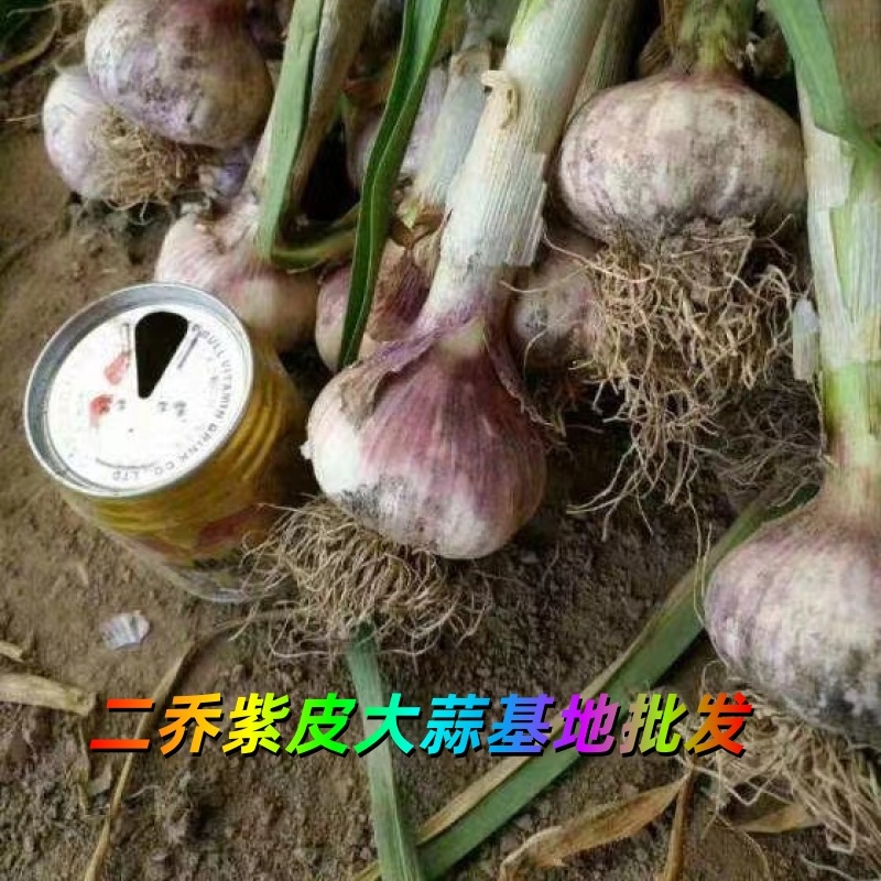 山東冠縣紫皮大蒜基地出售