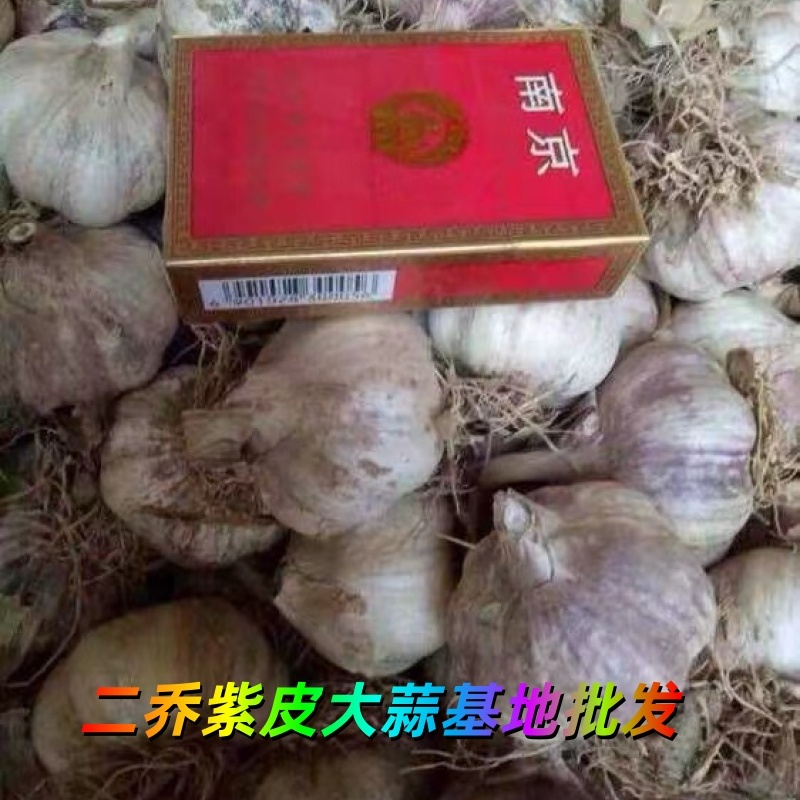 山東濟(jì)寧鄒城紫皮大蒜基地出售