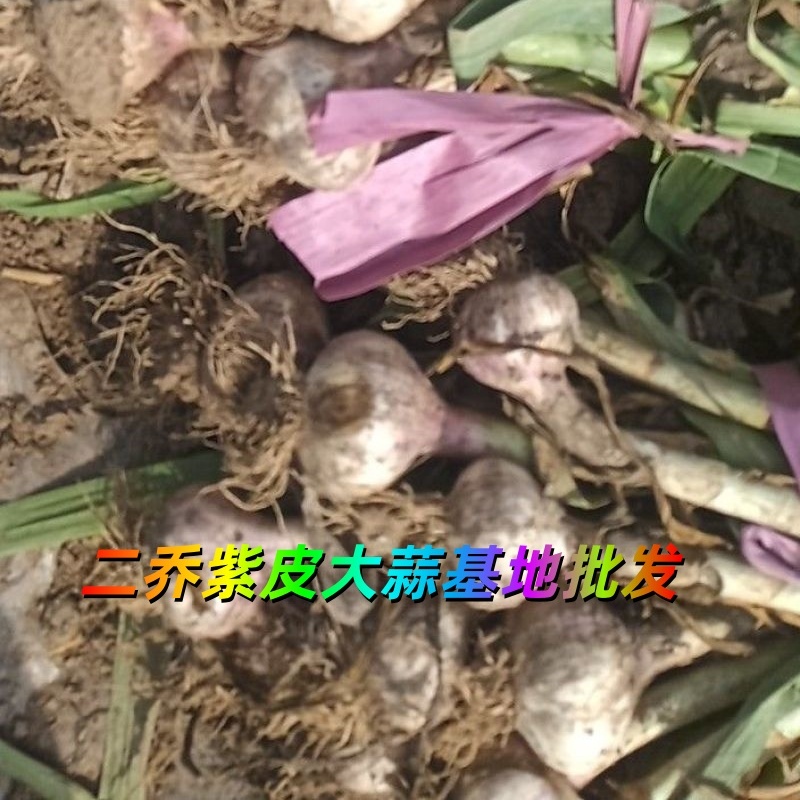 山東冠縣紫皮大蒜基地出售