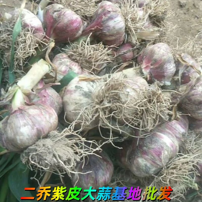 山東濟寧兗州區(qū)紫皮大蒜基地銷售