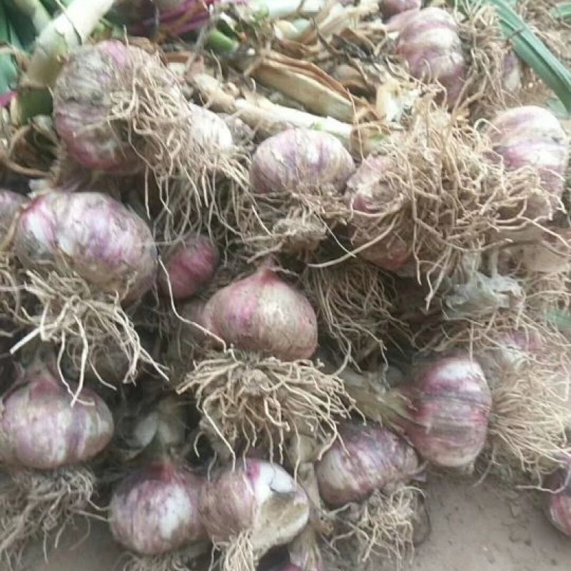 山東微山大蒜基地批發(fā)