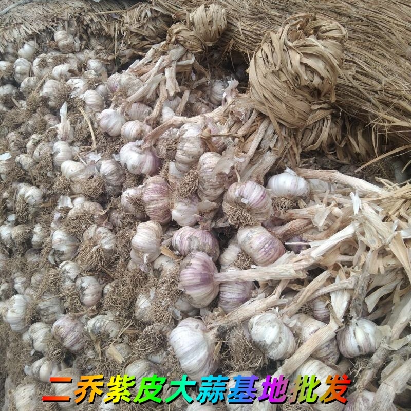 山東濟寧兗州區(qū)紫皮大蒜基地銷售