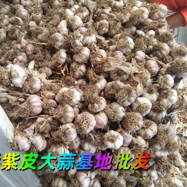 山東冠縣紫皮大蒜基地出售