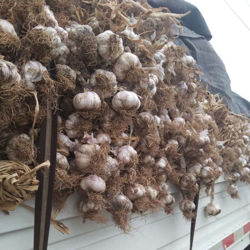 山東濰坊臨朐紫皮大蒜基地供應(yīng)